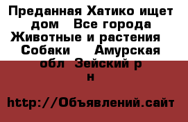 Преданная Хатико ищет дом - Все города Животные и растения » Собаки   . Амурская обл.,Зейский р-н